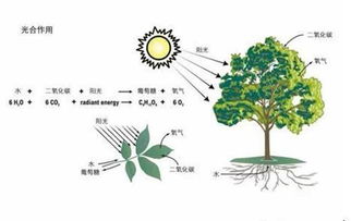 光合作用七上：植物生命的奥秘与自然力量的奇迹