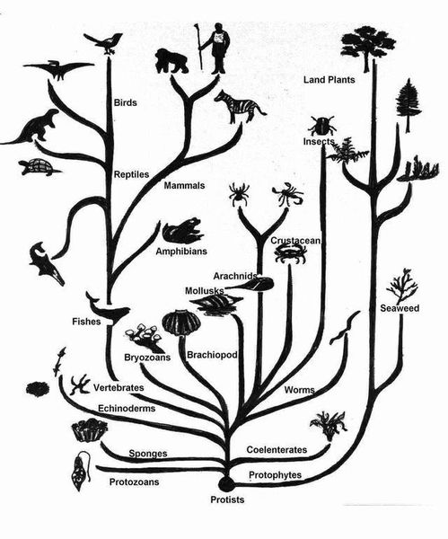 达尔文的物种进化论：生命之树的起源与演变