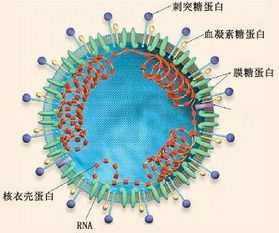 新型冠状病毒的研究成果是什么