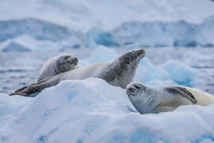 南极探险故事有哪些