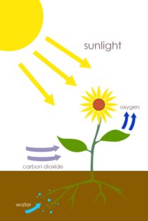 绿色植物光合作用的意义在于它为地球上的生物提供什么