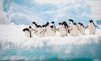 南极的探险之旅作文300字