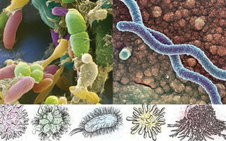 人体中的微生物有几种细胞