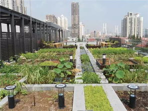 都市农业的未来：绿色生活与城市农场的融合