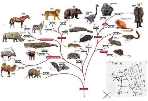 物种的进化论名词解释是什么