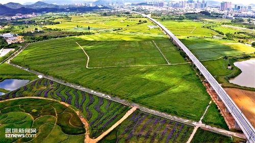都市农业的发展模式，都市农业：现代化城市的绿色未来