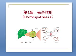 植物生理学光合作用的过程包括哪些，源泉：光合作用的全过程