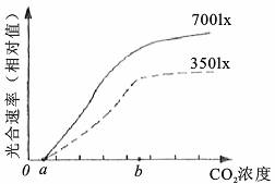 二氧化碳的固定量是总光合速率吗为什么