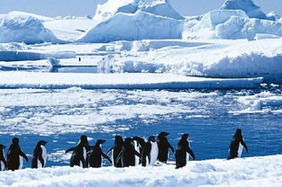 南极探险的真实故事视频