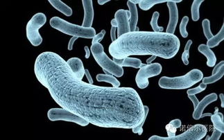 人体微生物种类有多少个