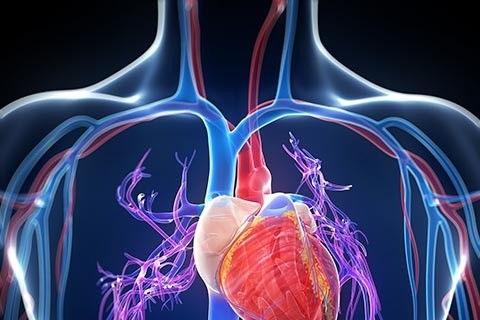 心血管病的防治原则有哪些?