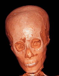 古埃及法老是什么脸型