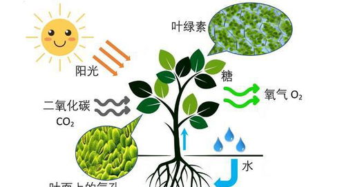 二氧化碳对植物的光合作用有什么影响