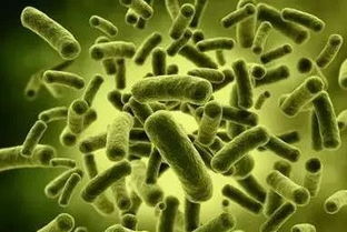 微生物在正常人体的分布及作用