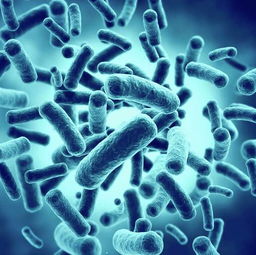 人体内的微生物有哪些及其作用