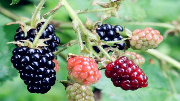 黑莓的营养价值 黑莓的营养价值糖尿病患者能食吗
