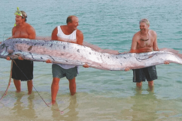 世界上最大的带鱼：鲱鱼王带鱼（长达15米）