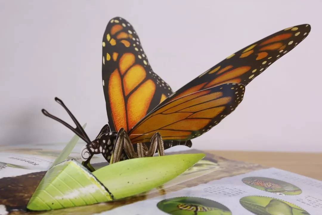 毛毛虫怎么变成蝴蝶呢？详解毛毛虫变蝴蝶的过程