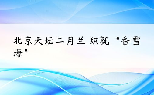 北京天坛二月兰 织就“香雪海”